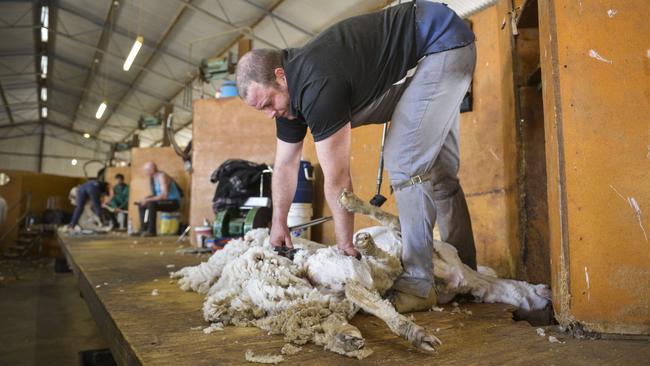 Shearer Jack Landringham shears the last of the sheep at Bert Matthews' sheep station at Hay before the are sold. Picture: Dannika Bonser