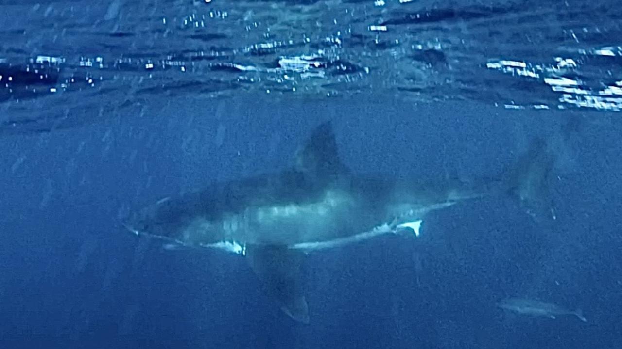 A father-son duo were fishing off Thirteenth Beach when they had an encounter with a 5m great white shark. Picture: Nick Powell