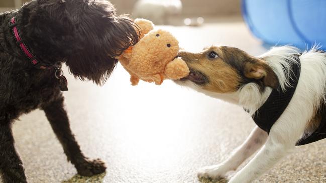 A claim should be made against the doggy daycare operator. Picture: iStock