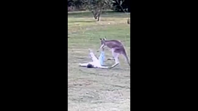 Kangaroo attacks toddler in heart-stopping footage | news.com.au ...