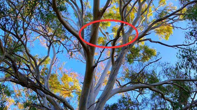 A koala in a tree at the Sturgeon Rd site at Ormiston College. Picture: Debbie Pointing