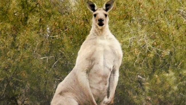 A large male western grey kangaroo in Onkaparinga River National Park in 2019. Must credit: Julie Thompson