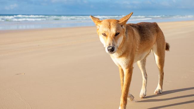 A dingo bit a German tourist on K’gari on Wednesday morning.