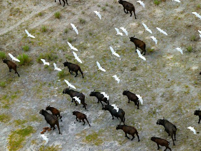 A number of helicopter and plane rides across Africa gave Poliza the chance to capture the textures, structures and animals he was looking for.