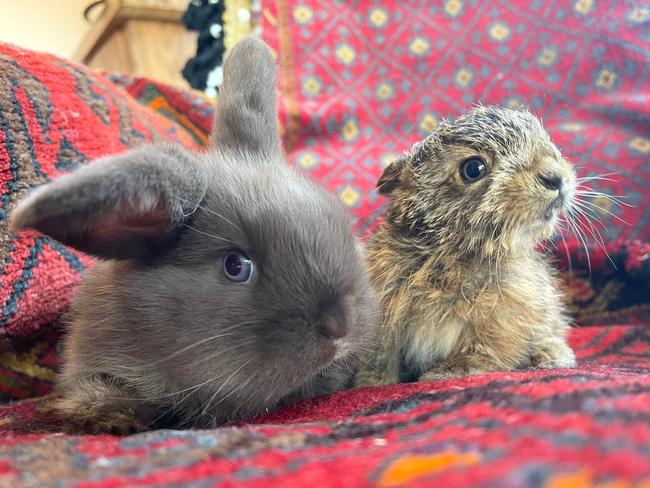 Brightside Farm Sanctuary's first hare Nelson with rabbit Basil. Picture: Brightside Farm Sanctuary