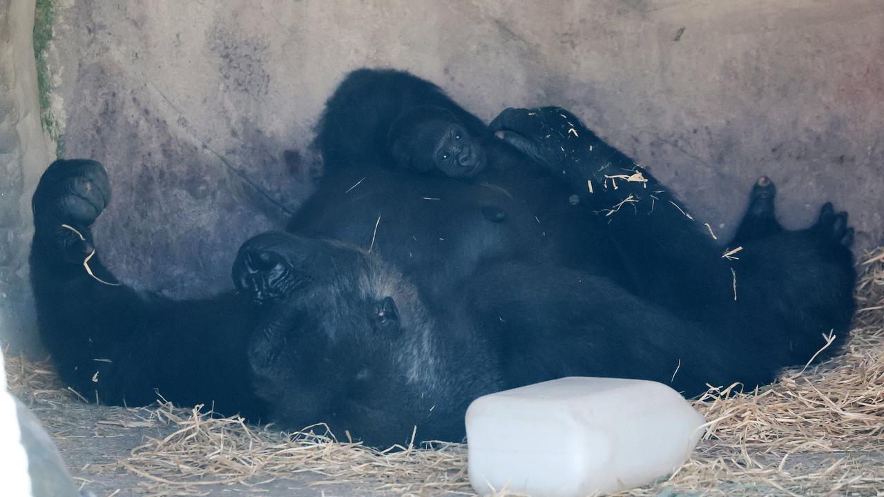 Just like human mothers and their newborns, Kipensi and her baby need plenty of rest. Picture: Tim Hunter