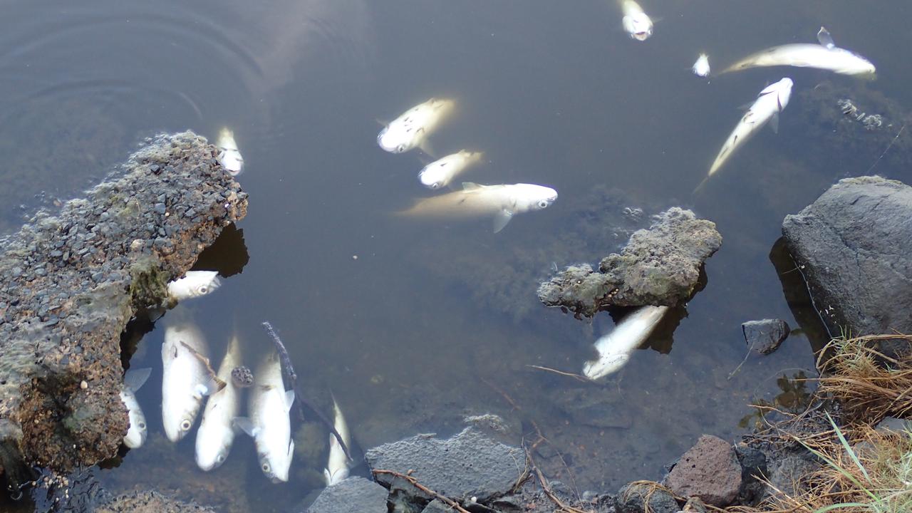 Fish kills and murky water are now common, especially in the summer months.