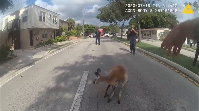 Police Wrangle Runaway Roo in Fort Lauderdale