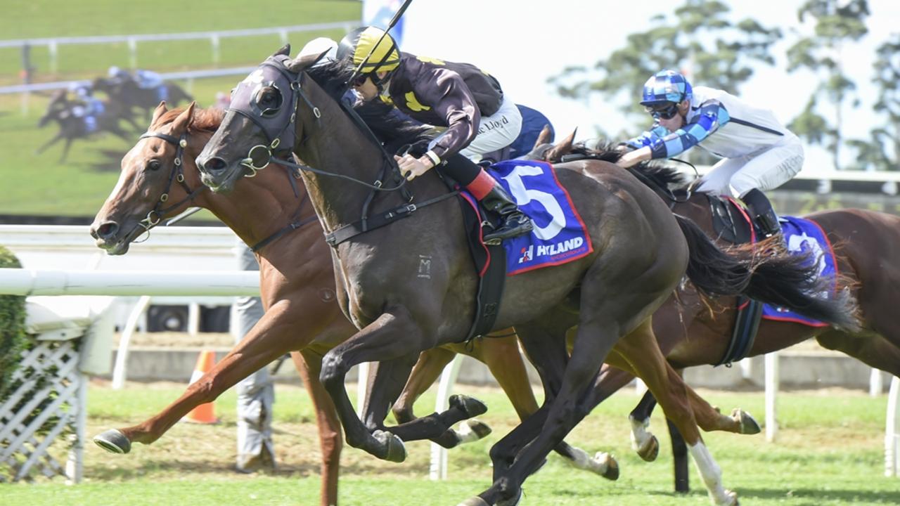 John Sargent's Casual Connection lines up in the Petaluma Handicap (2400m) at Rosehill. Picture: Bradley Photos