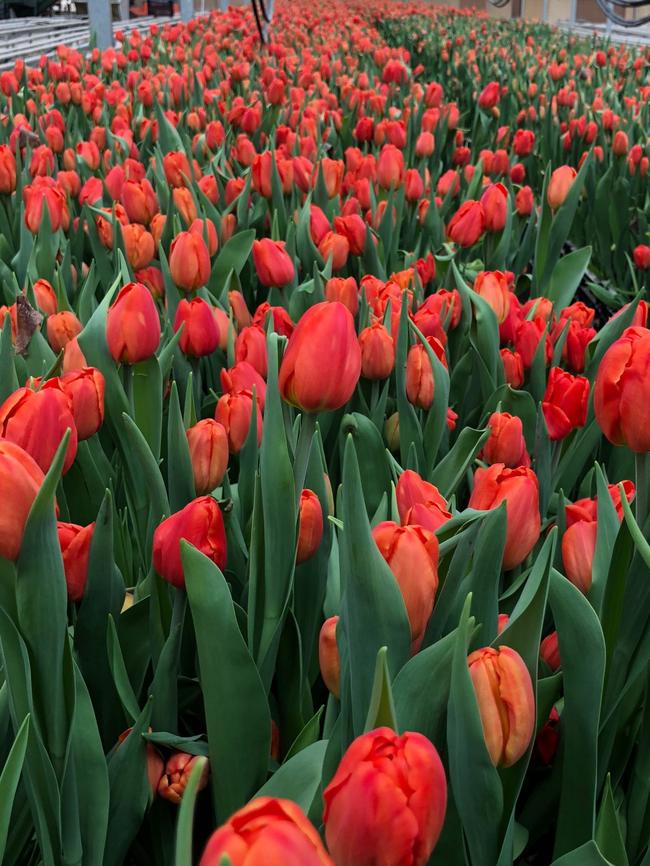 Thousands of tulips that have turned up overnight on Hosier Lane to promote locally grown flowers. Picture: Supplied