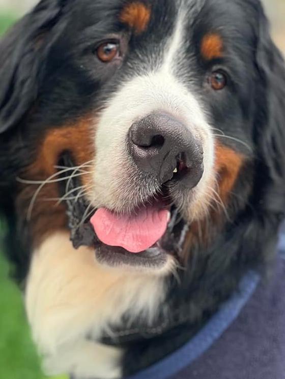 Jasper from Ashmore. He has no idea he is extra special with his cleft palate and is as snuggly as he is beautiful