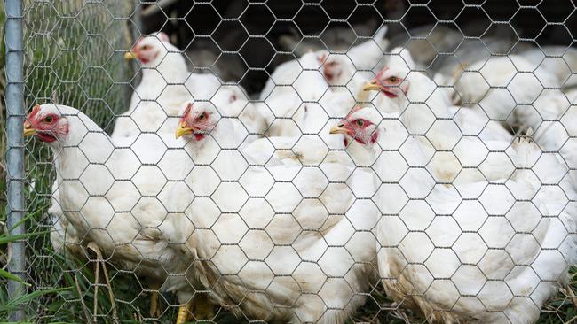 FARM: Yapunyah Meadows ChickensMandy and Ian McClaren run Yapunyah Meadow Grazed Chickens at Graytown. PICTURED: Generic meat chickens on the free range meat chicken farm at Graytown.PHOTOGRAPHER: ZOE PHILLIPS