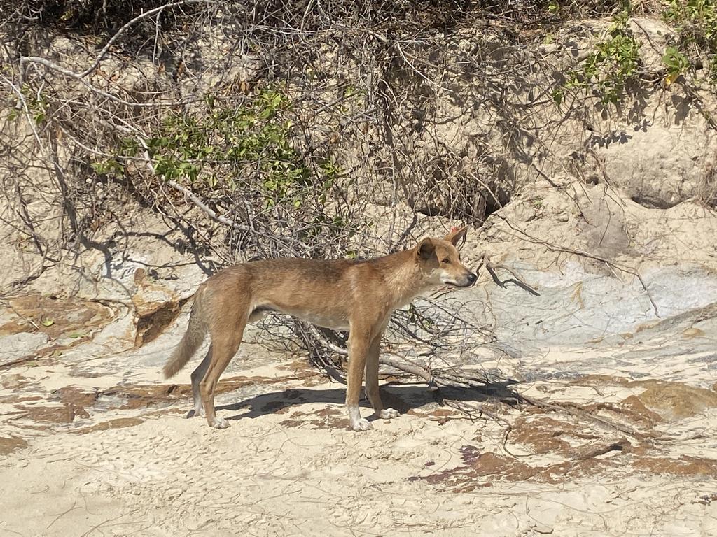 A dingo (wongari) on K’gari.