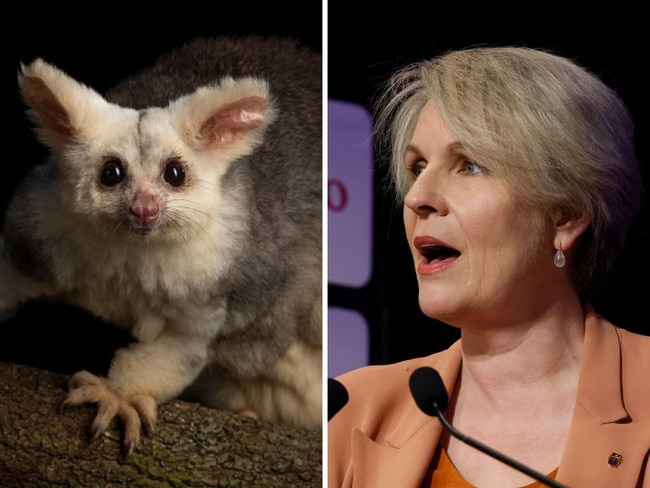 The endangered greater glider and Environment Minister Tanya Plibersek