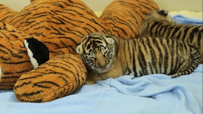 Dreamworld tiger cubs open eyes