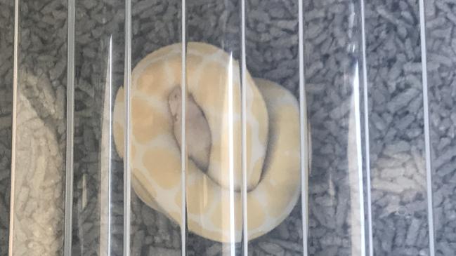 One of the large snakes allegedly found by Campsie Police at a unit in Belmore, on Thursday. Picture: NSW Police.