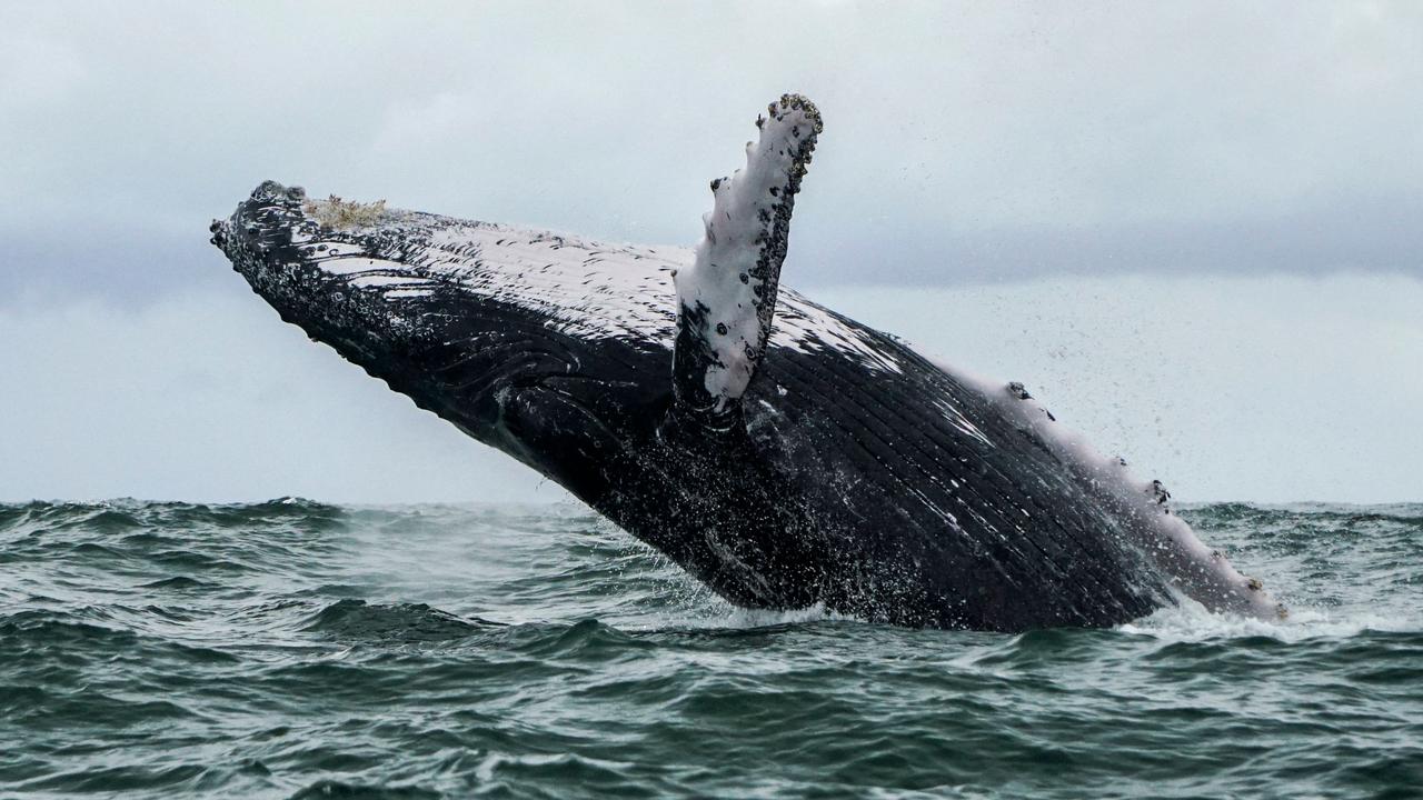 US lobster diver eaten by humpback whale | KidsNews