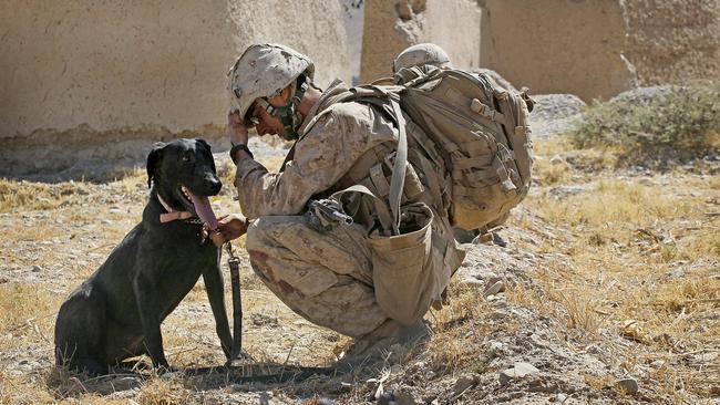 Marine Cpl. Jonathan Eckert of Oak Lawn, Illinois, attached to India Battery, 3rd Battalion, 12th Marine Regiment sits with his improvised explosive device (IED) sniffing dog Bee as he tries to cope with the death of a fellow Marine while waiting for a MEDEVAC helicopter to pick up the Marine's remains during a patrol near Forward Operating Base (FOB) Zeebrugge on October 17, 2010 in Kajaki, Afghanistan.