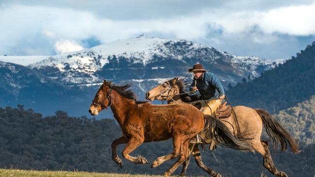 Rehoming and training brumbies, such as this one under Clay Baird’s tutelage, takes time and dedication that most people can’t muster.