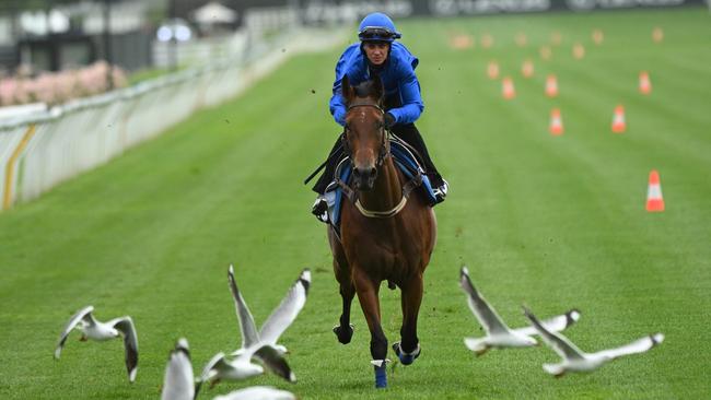 Zardozi during a trackwork session at Flemington. Picture: Getty Images.