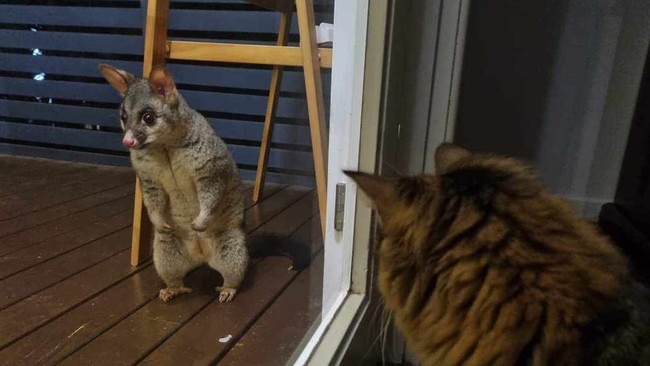 Possum family living in garage. Picture: Supplied