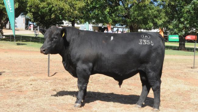 The top-priced bull (not pictured) sold for $9000 at the Irelands Angus spring bull sale. Picture: File