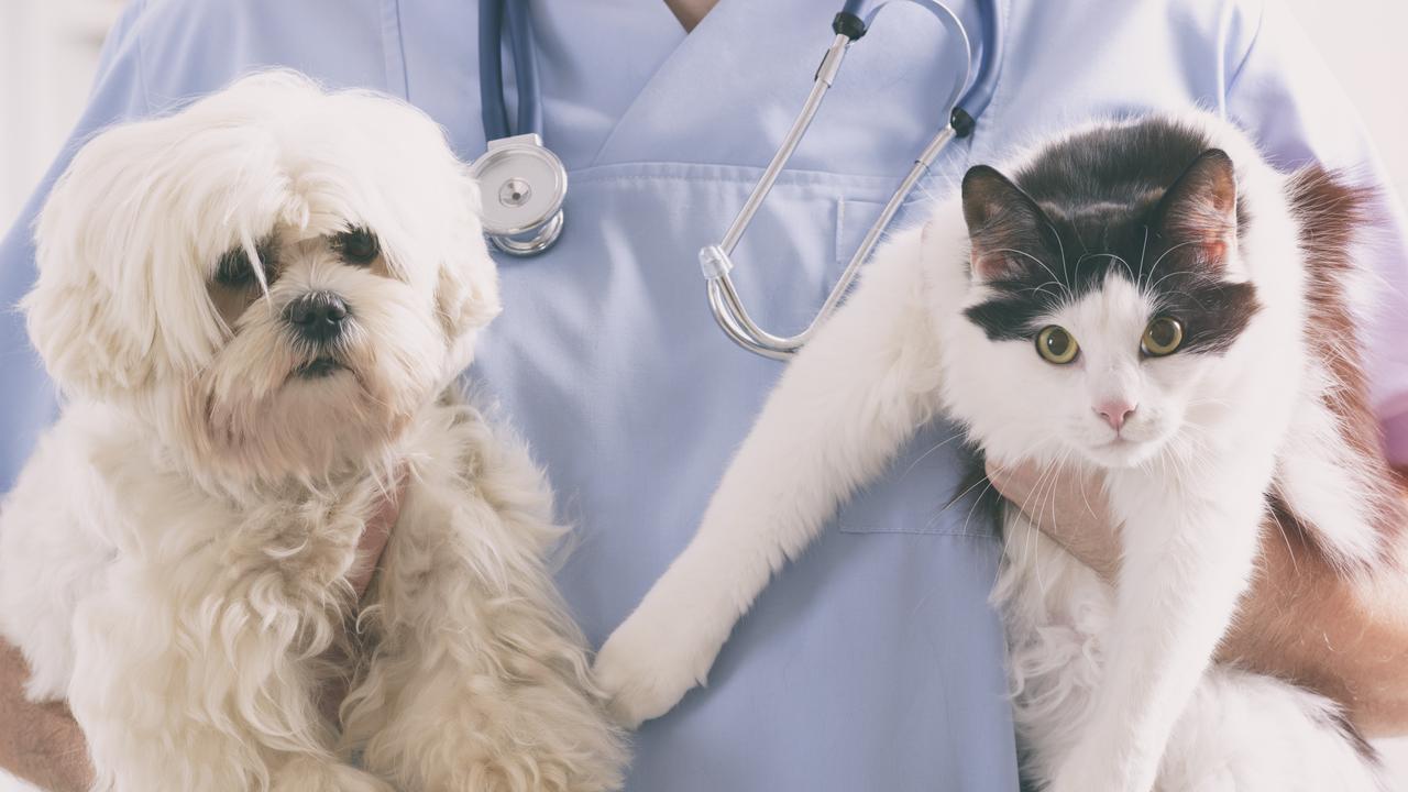 Coronavirus: Veterinarian Debunks Cat, Dog Myths About Getting COVID-19 ...