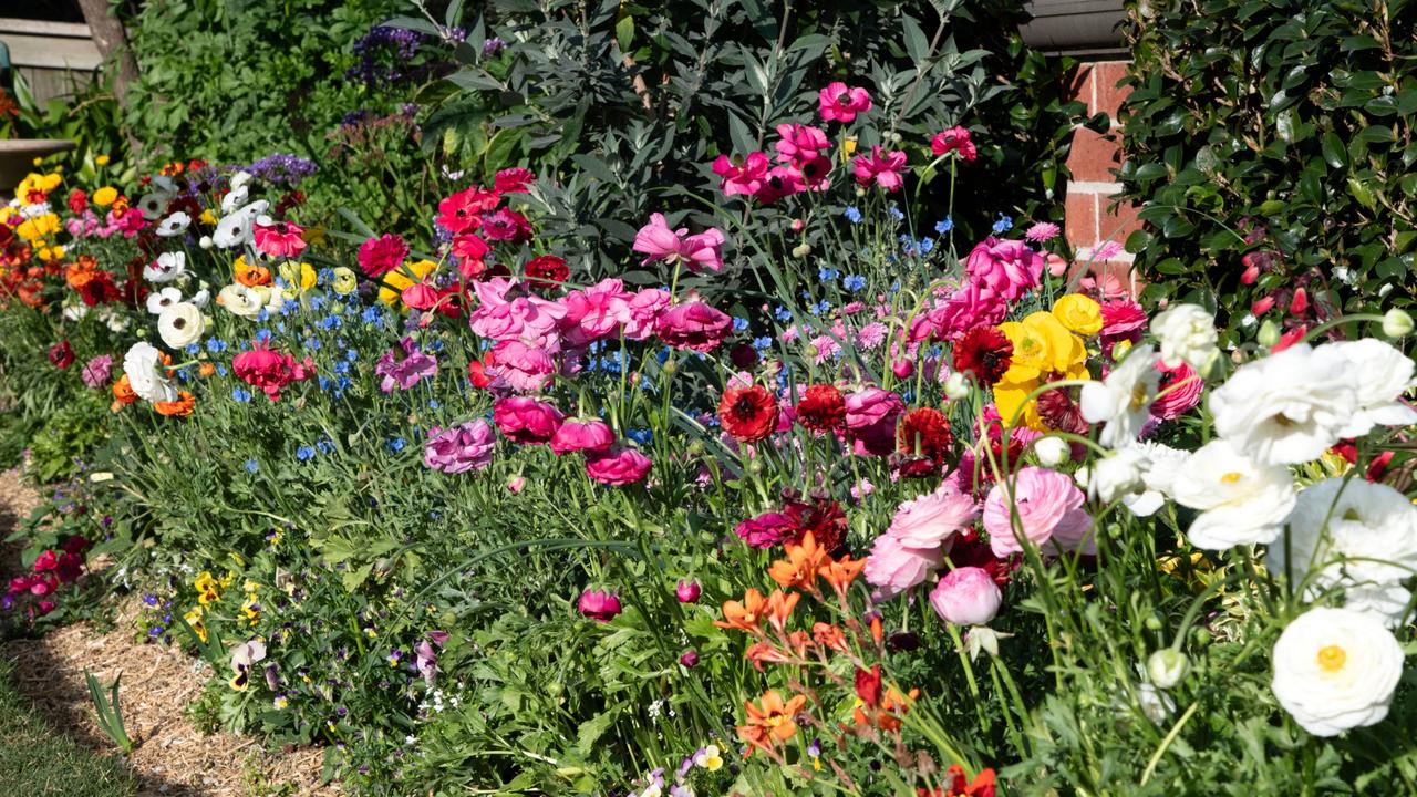 Toowoomba in full bloom: 10 things to do this weekend during Carnival of Flowers