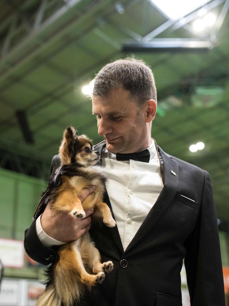 A man from Greece prepares to enter a show ring with his long coat chihuahua dog to take part in the Eukanuba World Challenge competition on the first day of the Crufts dog show at the National Exhibition Centre. Picture: AFP