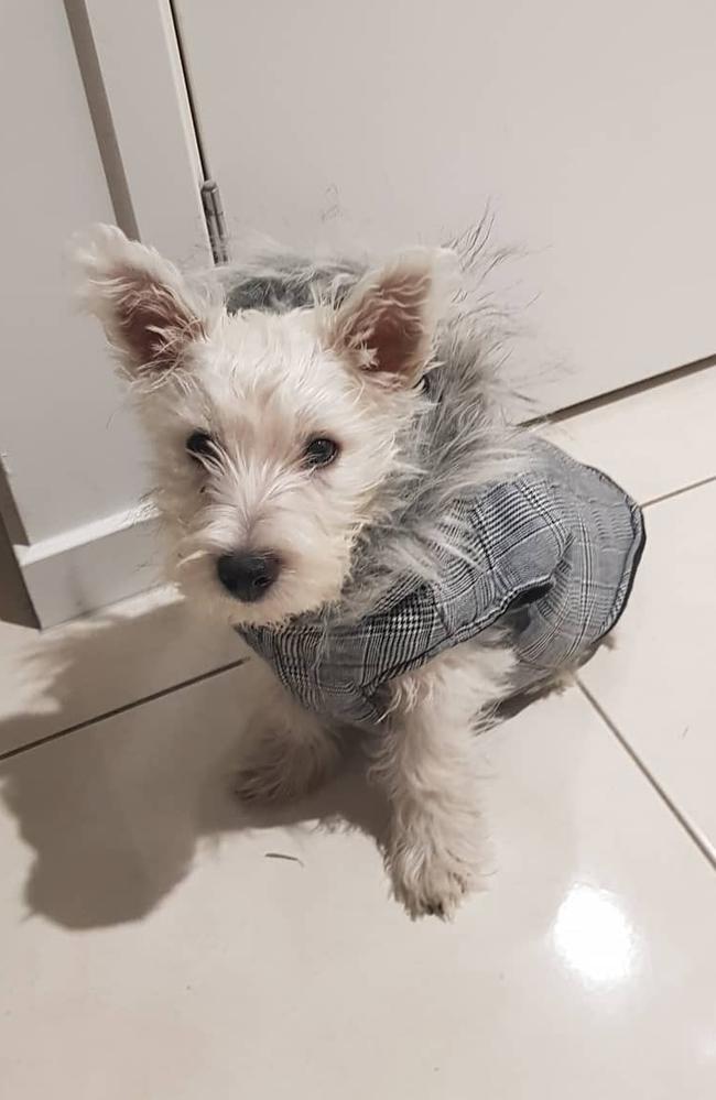 Ipswich Cutest Dog Competition 2022: Daniele Rathbone's dog Ollie the westie - 