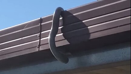 The baby brown snake on a family’s roof at Lewiston.