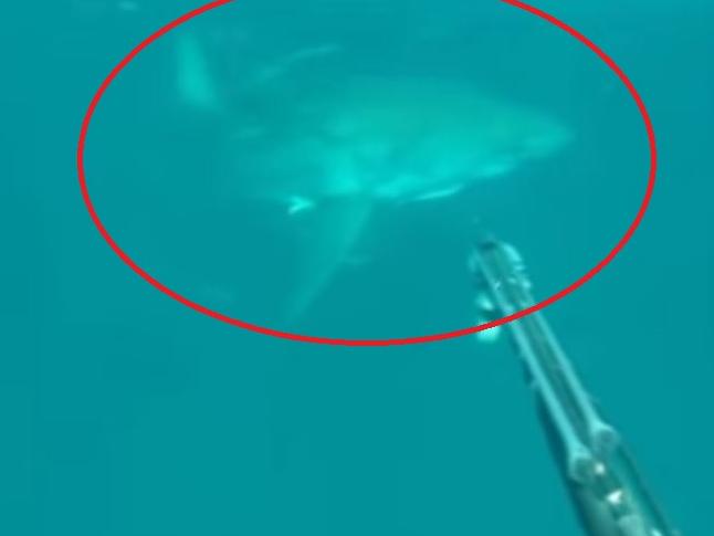 Diver Grayson Shepard confronted by a Great White shark in Florida. Picture: YouTube