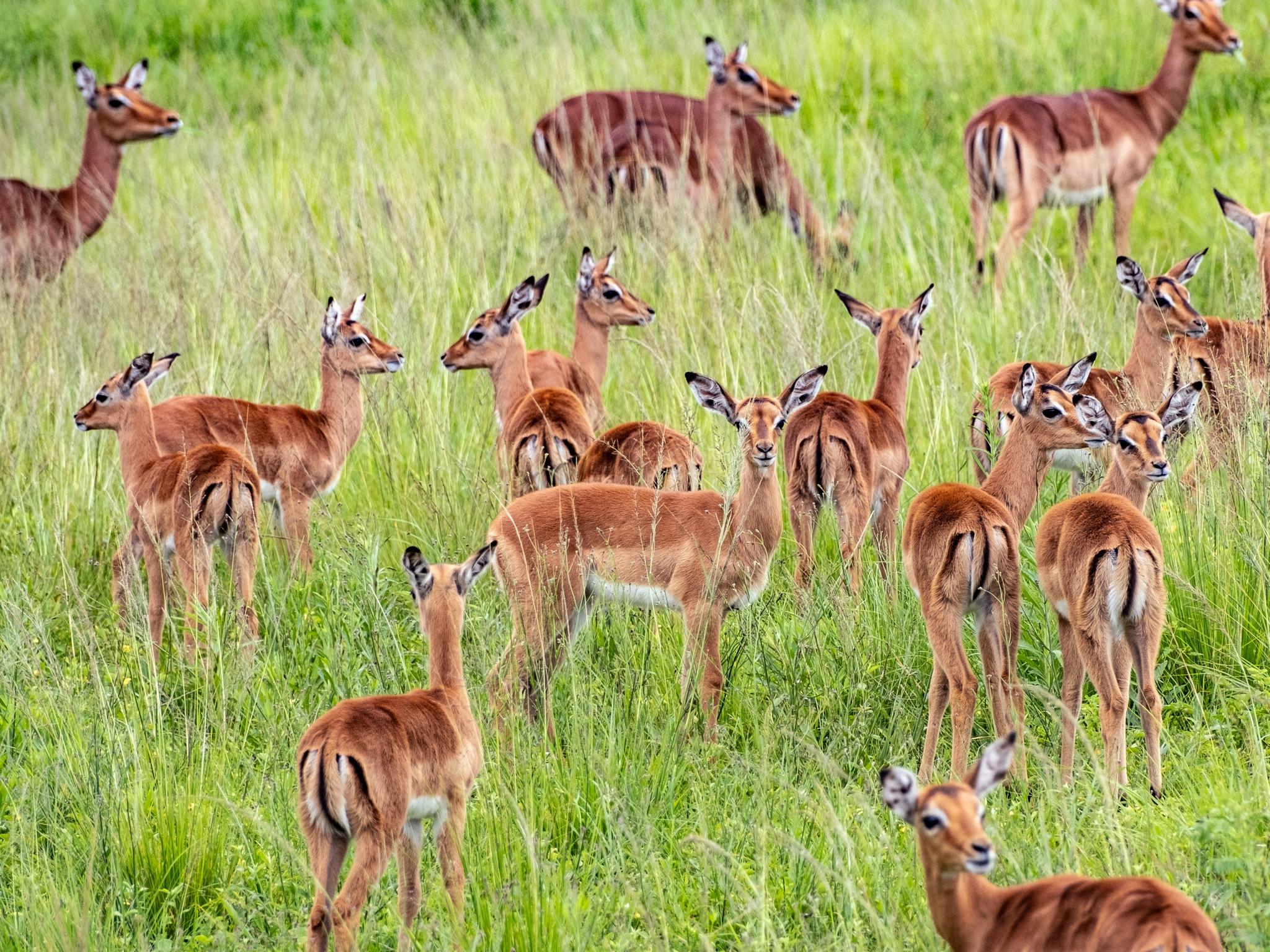 Game Park tourism South Africa The Australian