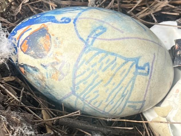 Gold Coast conservationists are disgusted by what they claim is a person within the Varsity Lakes community stealing swan eggs, boiling them, decapitating the unborn  cygnets and returning them to the nest. Picture: Supplied