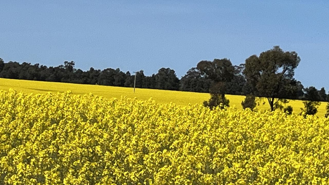 Country footy: Canola crop yields results for Osborne Football Club ...