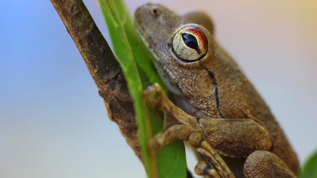 Roth's tree frog, or the northern laughing tree frog, is a common frog native to the Top End. Frogs, as oppose to toads, are unable to leave water and so camouflage becomes particularly important for this amphibian as many predators are attracted to the same body of water. Its colouring varies greatly and can in fact change within hours. Typically, they are grey during the bright sunlight of the day, and change to brown at night.