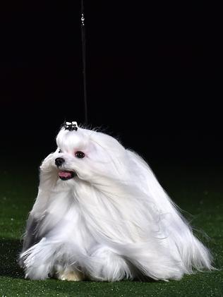 Maltese, "Sasha" is one of 200 breeds at the event. Picture: AFP/BEN STANSALL