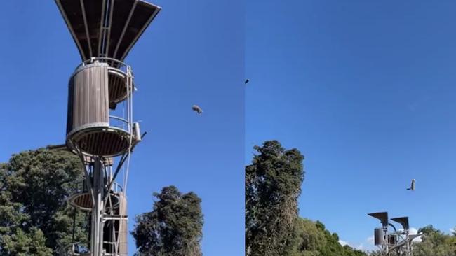 The short clip shows the orangutan flinging the marsupial from its perch, then jumping up to inspect its handiwork. Picture: Reddit / u/j___---h