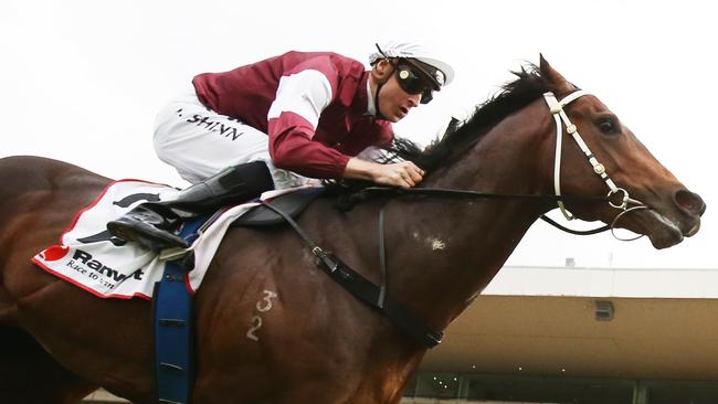 NSW colt Hellbent has been well backed to win at Flemington. Picture: Mark Evans