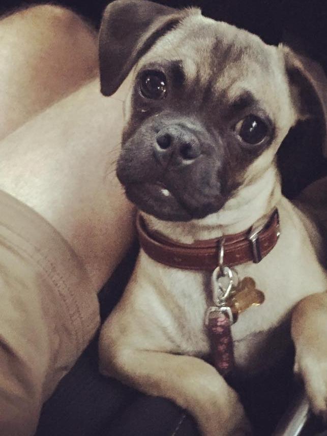 Are you lookin’ at me? Ella Moir’s pup Pearl a Chug (Pug x Chihuahua). She is a clown with a big heart for people and puppies alike.