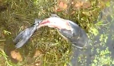 ‘I almost threw up in my mouth’: Disgust at rubbish and mutilated fish ...