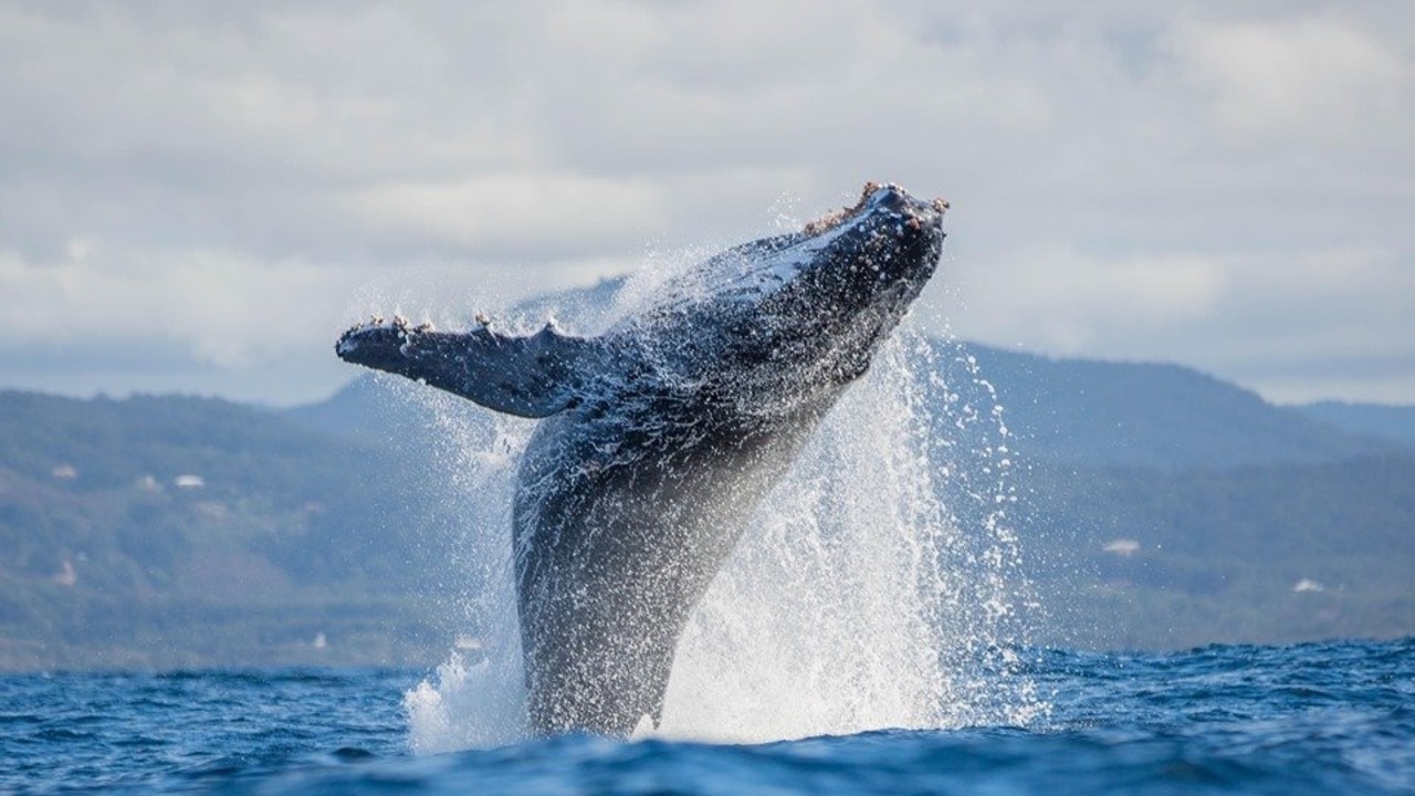 Woolgoolga Whale Trail Closer To Fruition With Concept Plans Released 