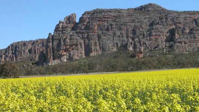 Canola growing at the foot of Mt Arapiles, near Natimuk. Picture: News Corp Australia