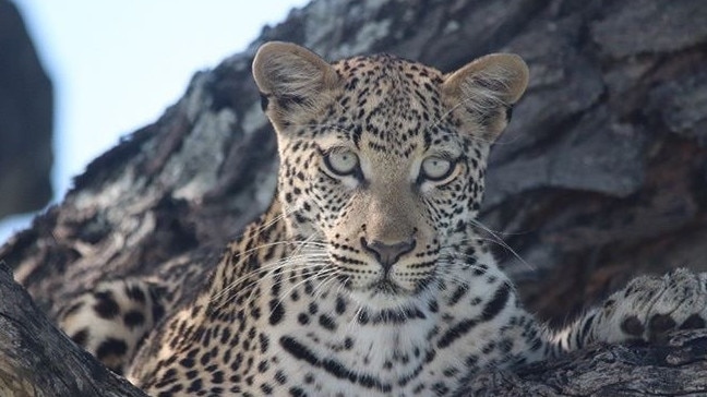 Leopard spotted on southern Africa tour. Picture: supplied by Travel Africa