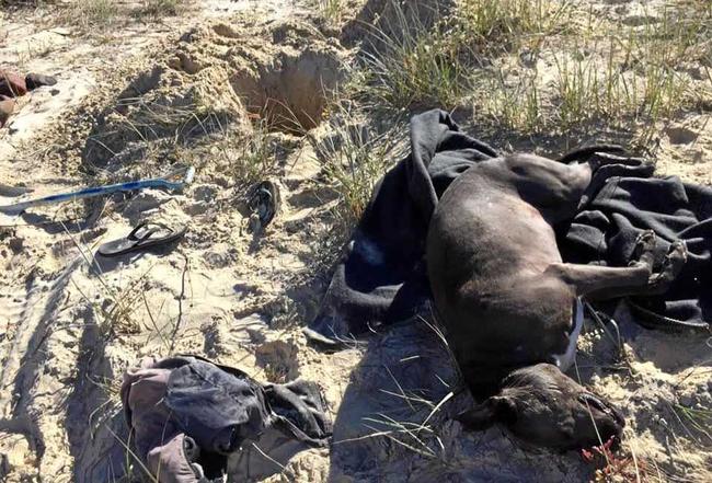 During a family trip up to Teewah Beach on Saturday, Adele Knight&#39;s bull mastiff Stella is believed to have eaten wild pest bait.