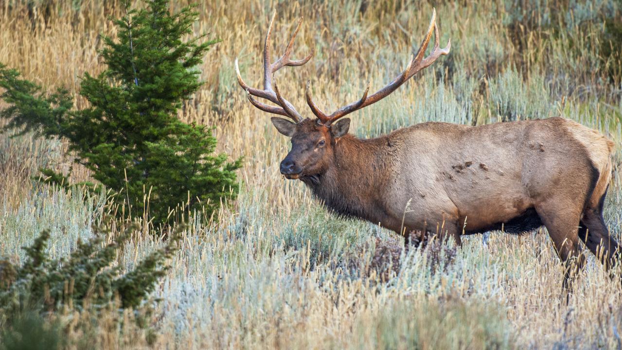 Some scientists are raising concerns that a fatal brain disease in deer, elk, reindeer and moose may some day spread to humans following Yellowstone National Park’s first case of the disease. Picture: iStock