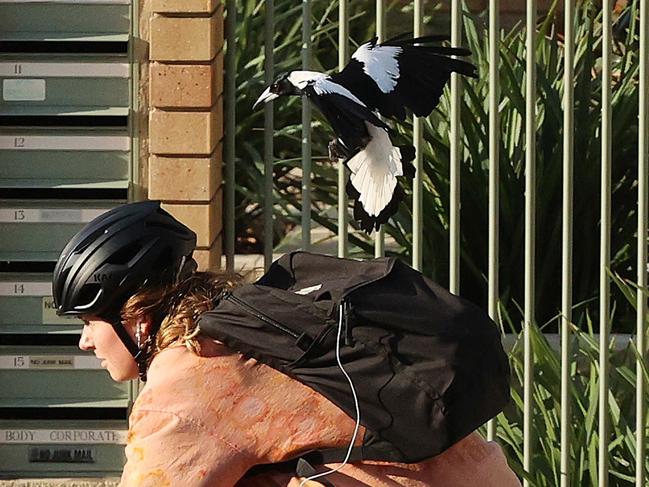 A magpie swooping a cyclist on Sandford Street, St. Lucia. Picture: Liam Kidston