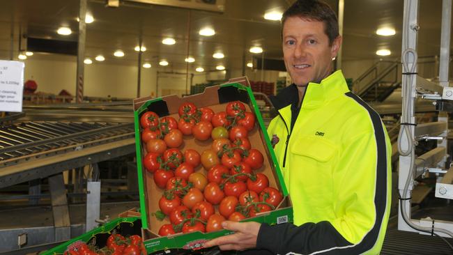 Tomato source: Chris Millis with tomatoes in the packing facility at Warragul.