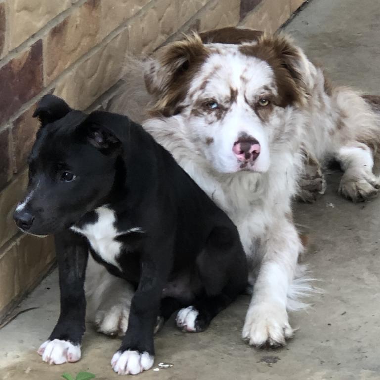 Cutest dogs in Caboolture 2020 | Photos | The Courier Mail