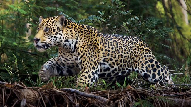 Charging tigers all in a day’s work for big cat photographer Steve ...